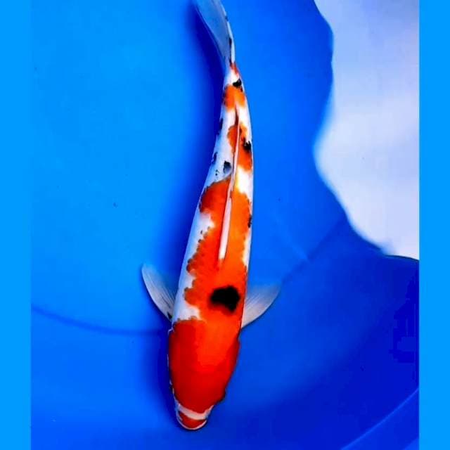 36cm KUCIBENI SANKE