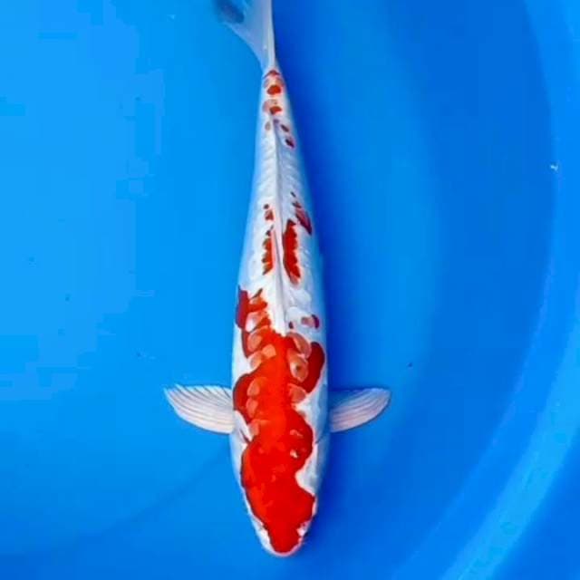 36cm HIKARIMOYOMONO