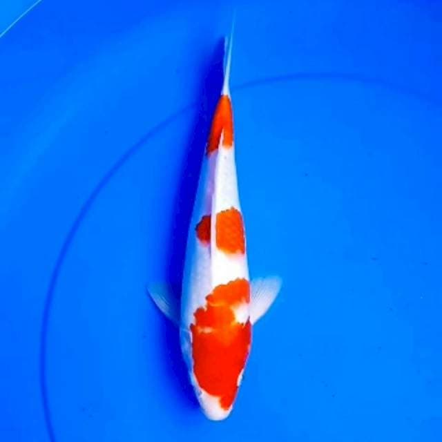 RYUGAN KOHAKU