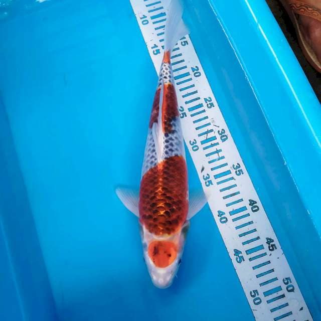 Maruten kojaku 38cm