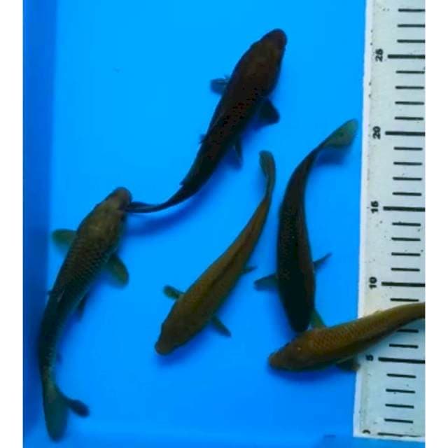 PAKET MIDORIGOI 15 - 17 Cm, 5 Ekor