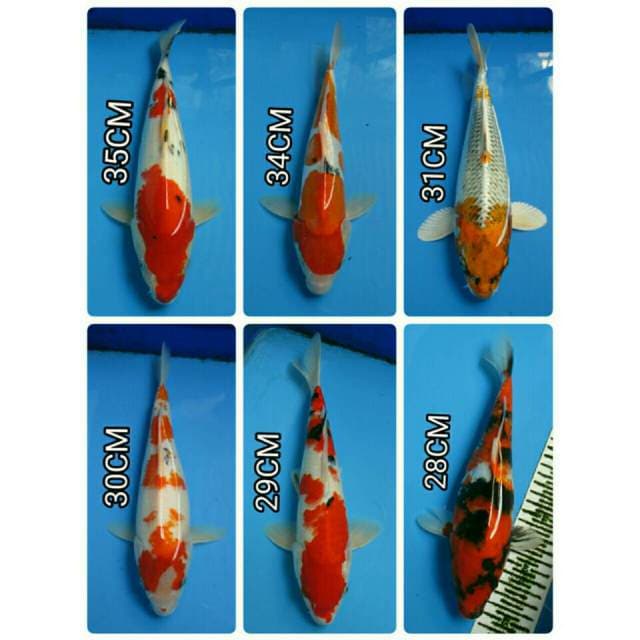 MiX MAX 28 - 35 CM