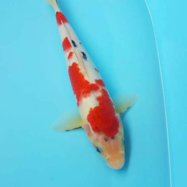Sanke tategoi 30cm 