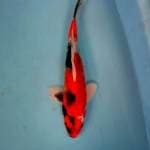 KinShowa 26cm