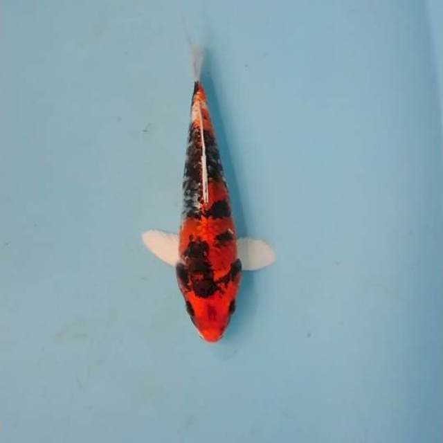 Kinshowa 22cm