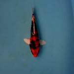 Kinshowa 22cm