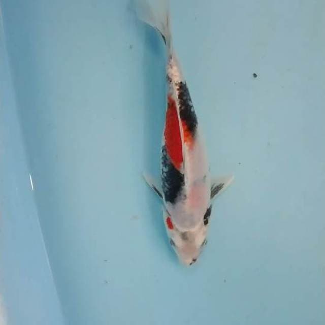 Kinshowa 20cm