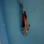 Kinshowa 20cm