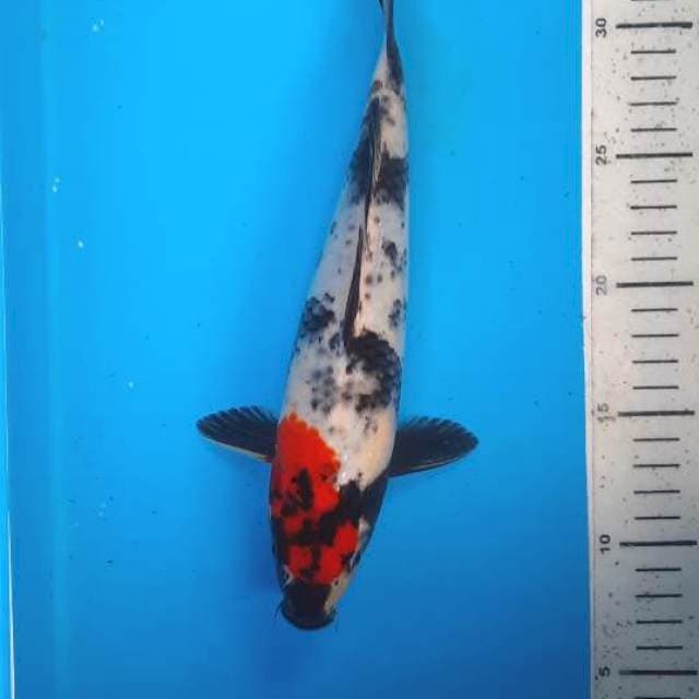 Tancho showa 27cm