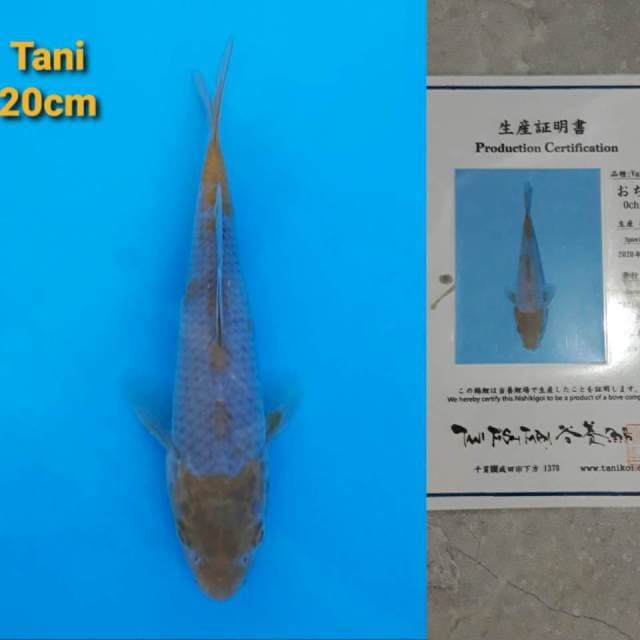 Tani Ochiba Certi