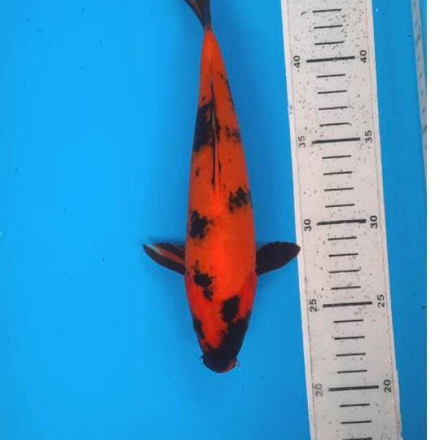 Utsuri 25cm