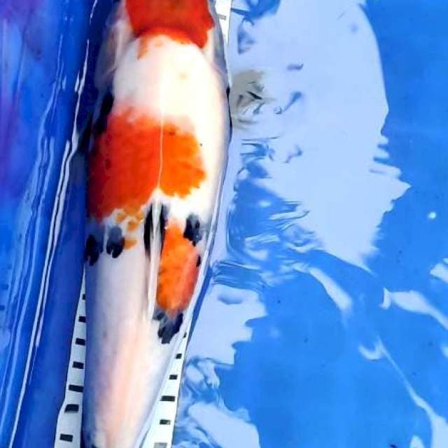 showa 34 cm