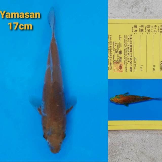 Yamasan Ochiba Shigure Certi