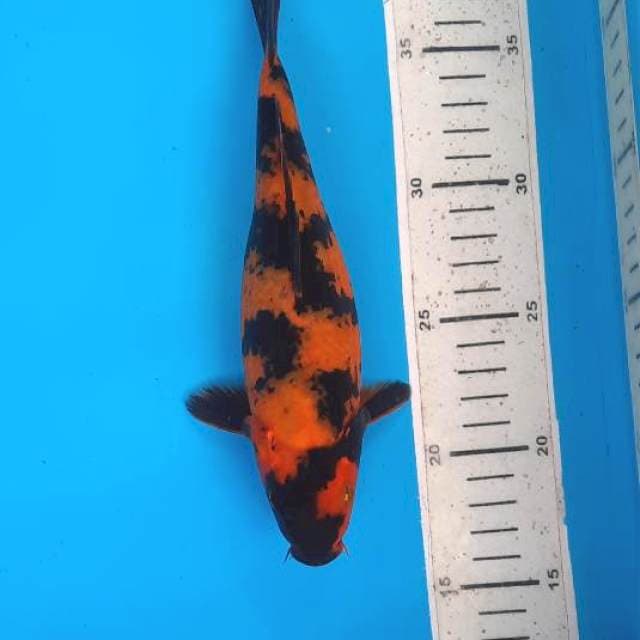 Utsuri 22cm