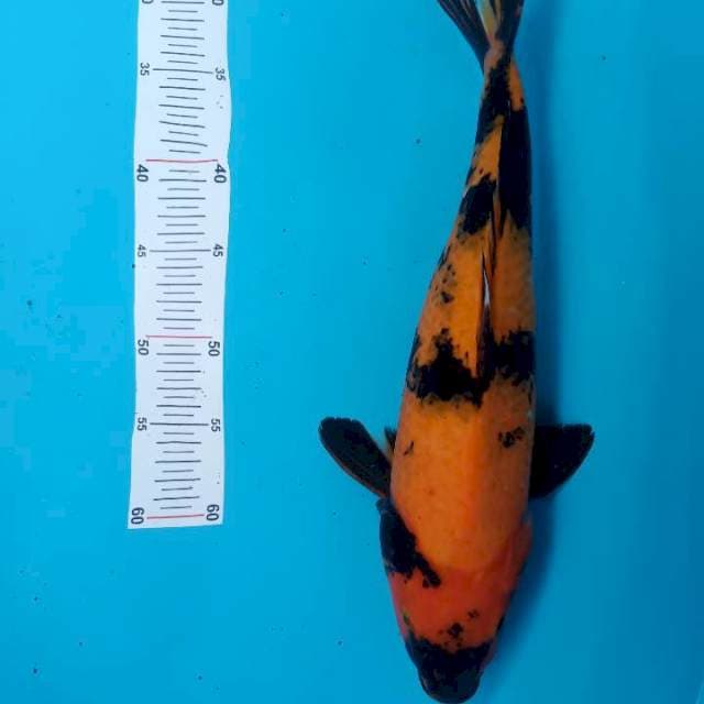 Utsuri 43cm