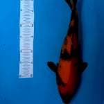 Utsuri 43cm