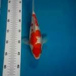 SQ KOHAKU GINRIN