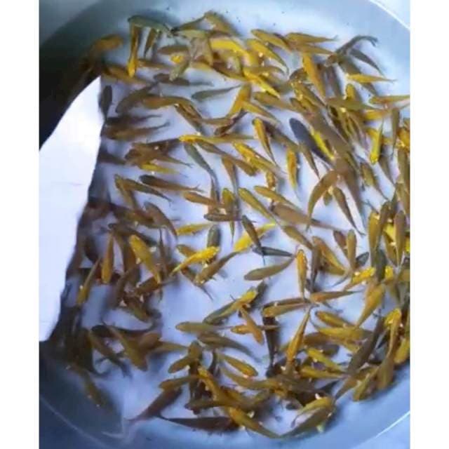 PAKET CHAGOI 5 - 6 Cm, 200 Ekor