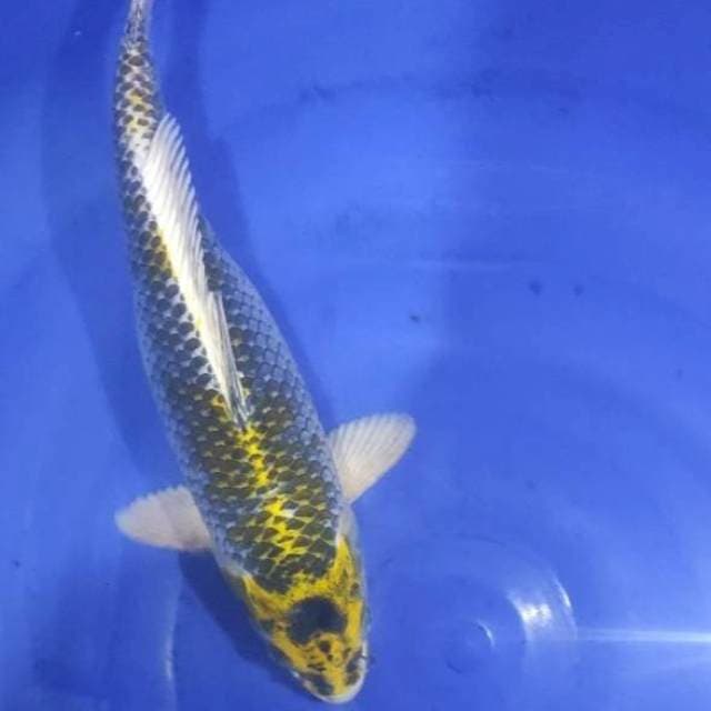 Kujaku Kirin 38cm