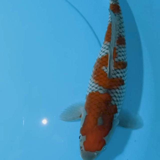 Ochiba sigure 31 cm SQ