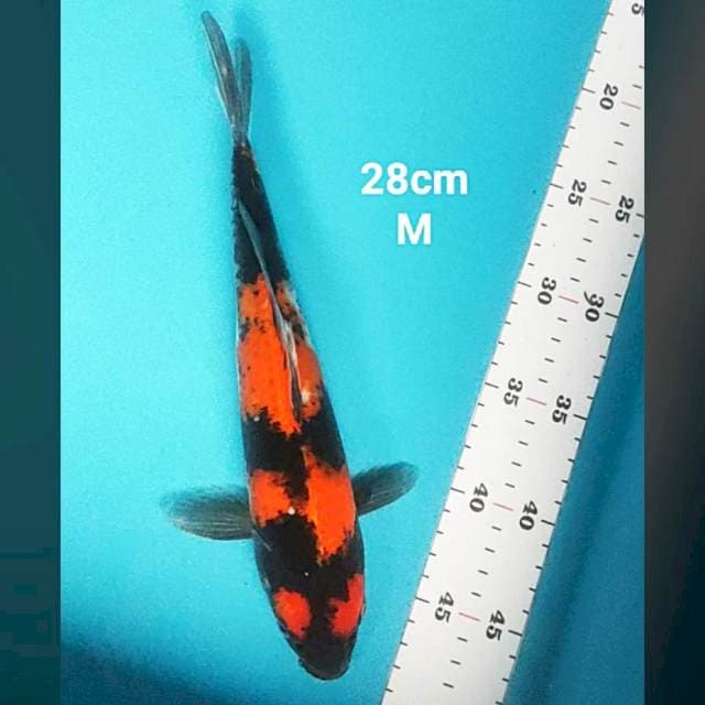 Hi showa strong 28cm male