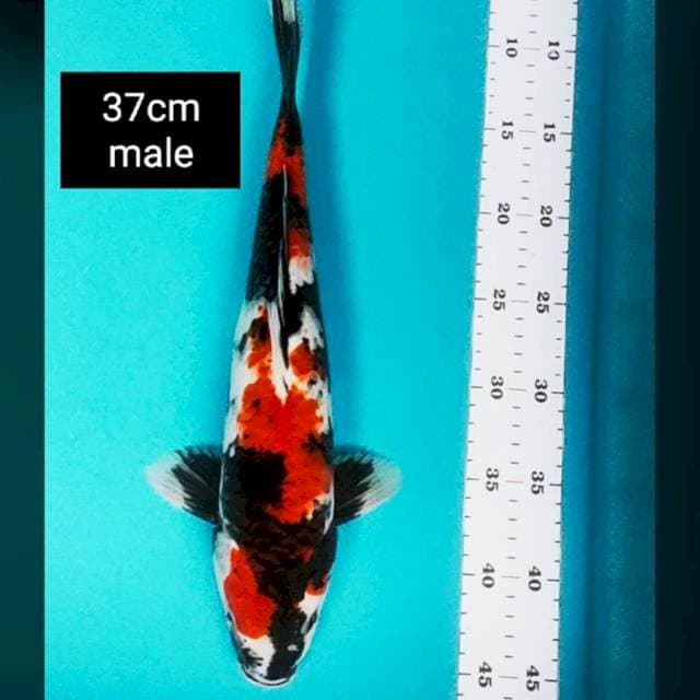 Showa strong 37cm male