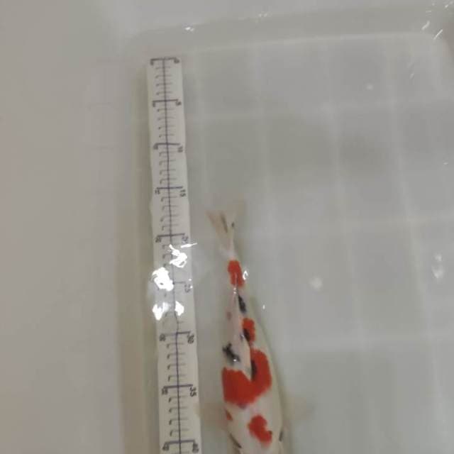 maruten sanke 31 cm