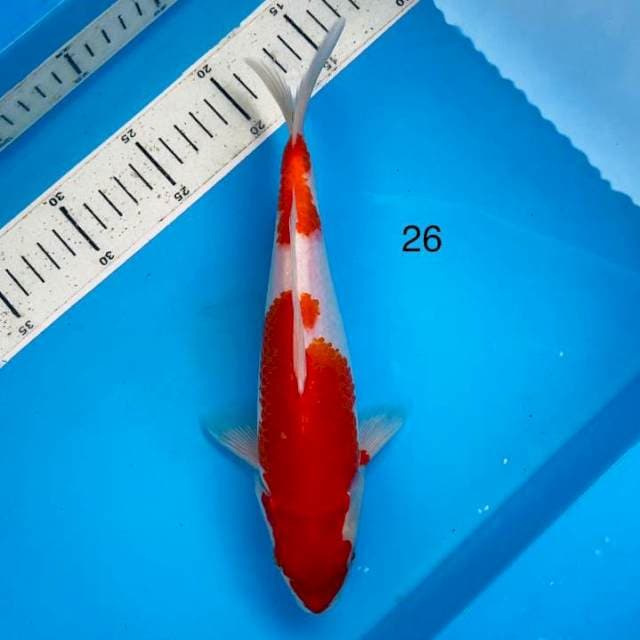 Kohaku 26cm