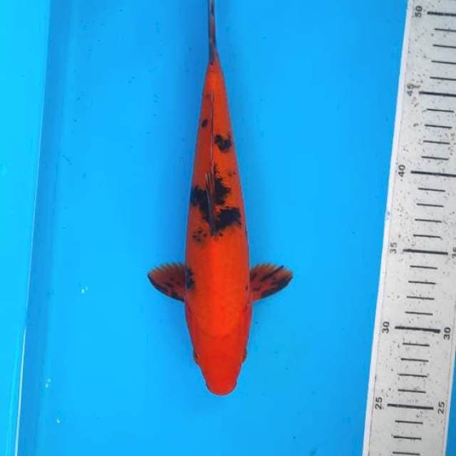 Utsuri 25cm