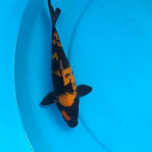 Utsuri 23cm