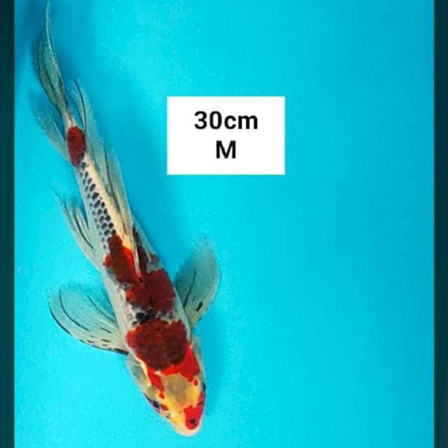 Kumpay goshiki 30cm male