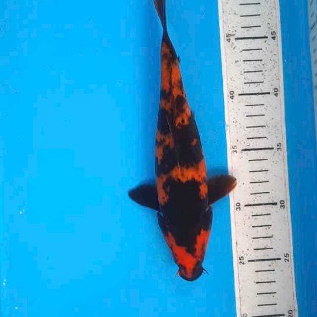 Utsuri 25cm 