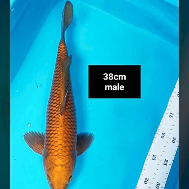 Tembaga ring salak 38cm male