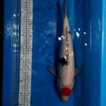 Tancho showa 43cm