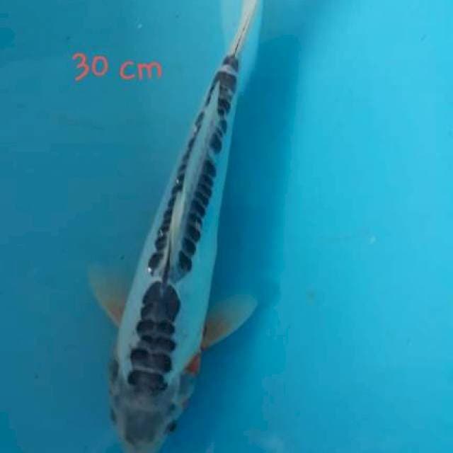 Shusui 30cm