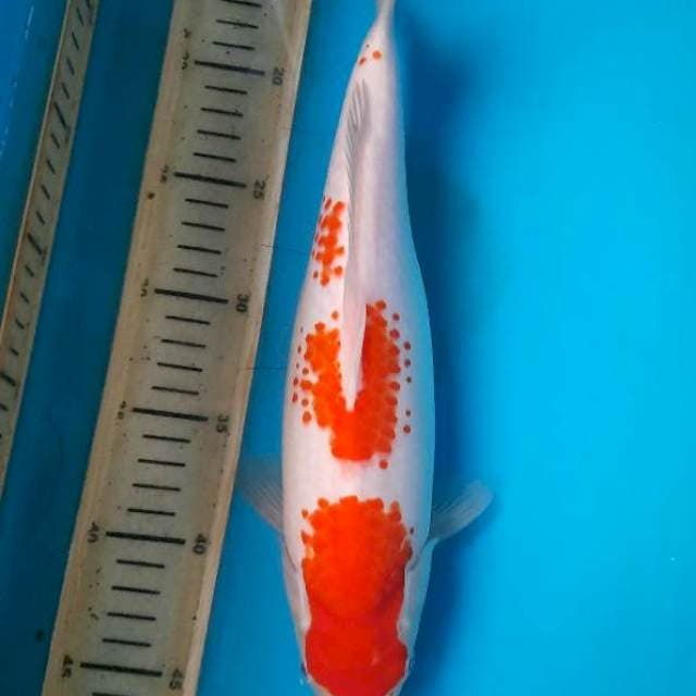 33cm Kanoko kohaku #2 Female