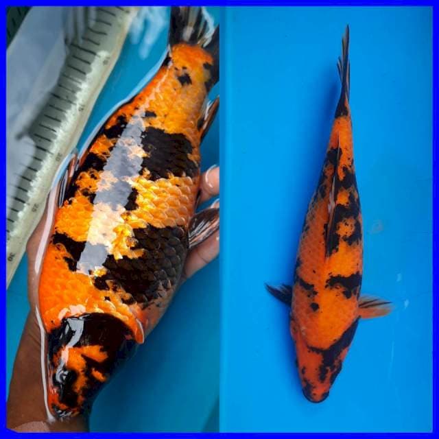 30cm punuk Hiu female
