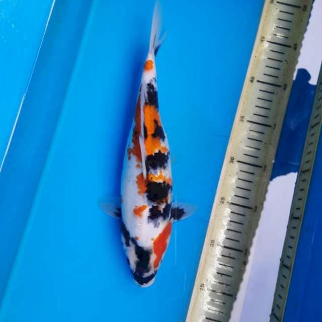 Showa 30cm/F