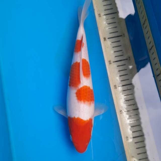 Kohaku 28cm/F