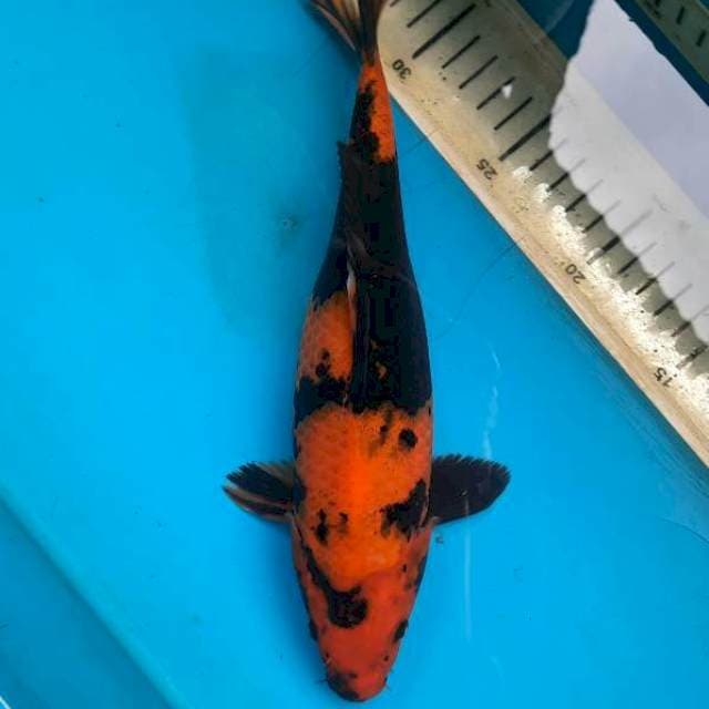 Hi utsuri 28cm/F