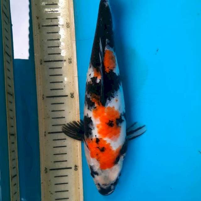 Showa 31cm/F