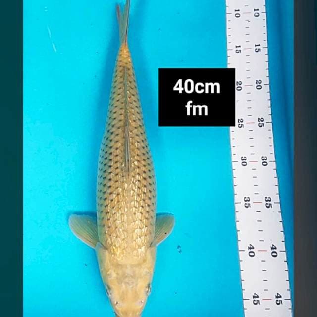 Midori ginrin 40cm