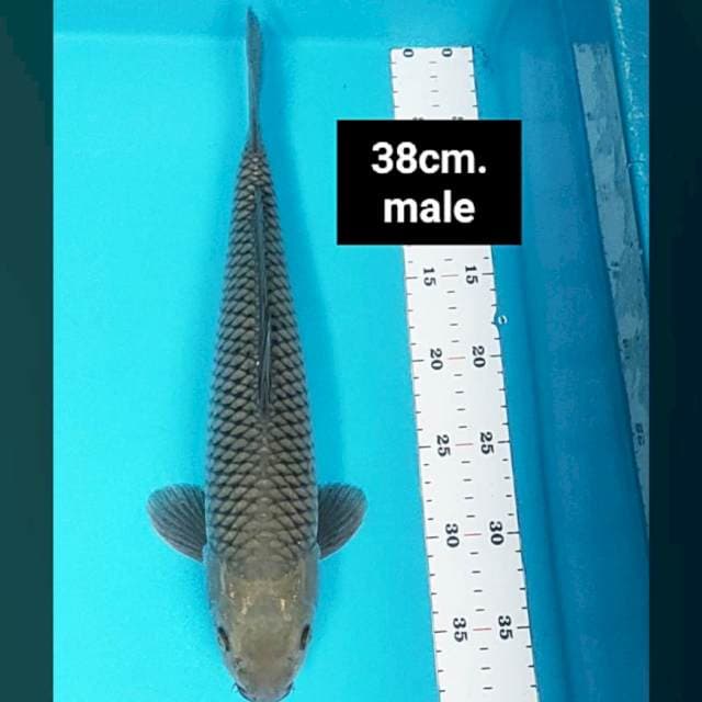 Soragoi ring rapi 38cm male