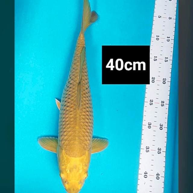 Midori 40cm