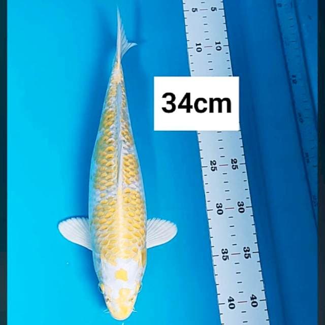 Hariwake bersih 34cm