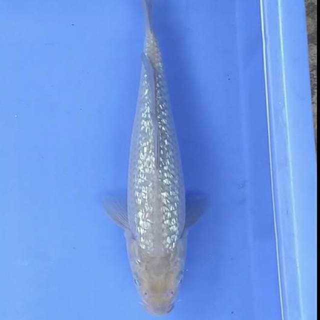 Soragoi ginrin punuk 29 cm