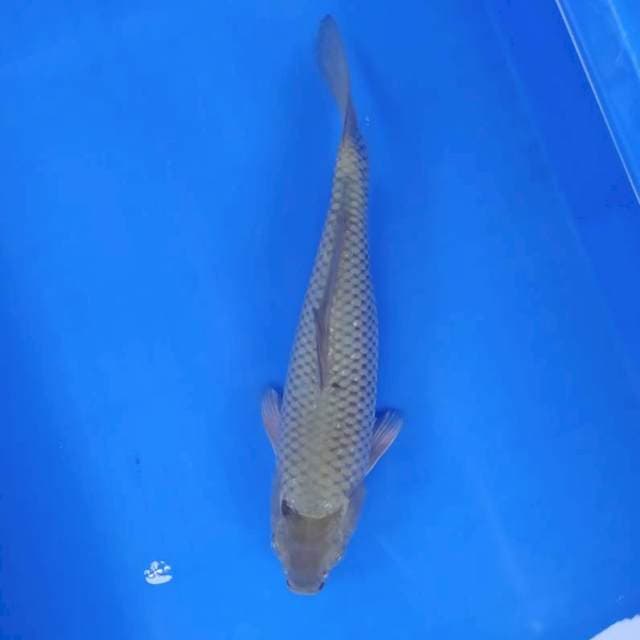 Shoragoi 29 cm