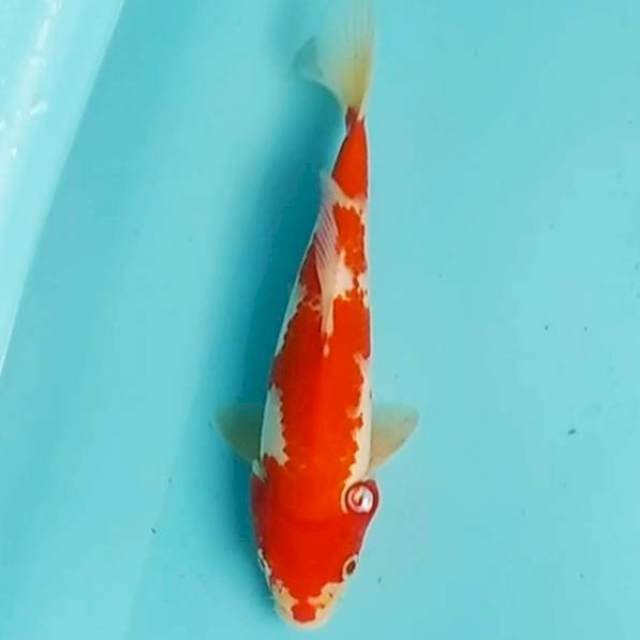 🔴 kohaku 25cm