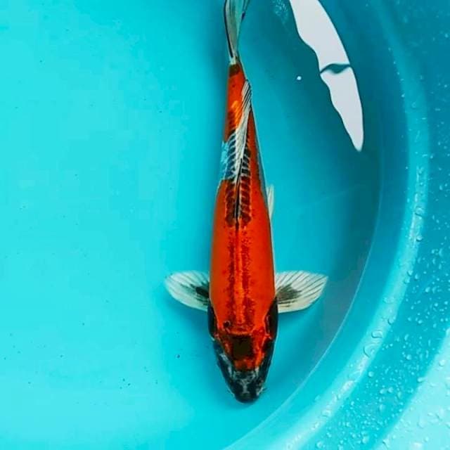 🔴KIKOKURYU 30cm