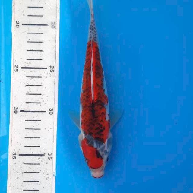 Kucibeni goshiki 22cm 